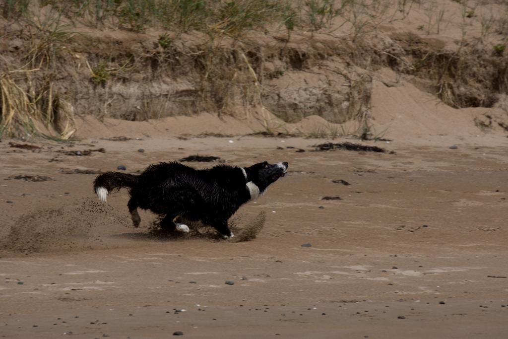 @ The Beach & Not Quite @ The Beach Holiday Cottages - Stanley Esterno foto